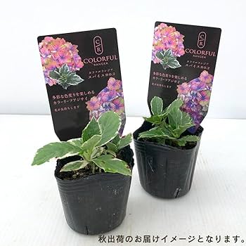 マヌキアン　あじさいII マヌキアン あじさいII zz-M0123ESH002_8-1.jpg?1668692804